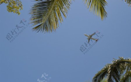 椰树与飞机图片
