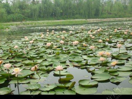 三春湖睡莲图片