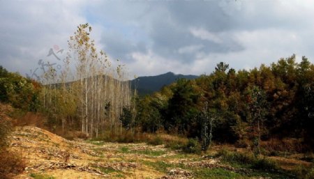 白皙的杨树林图片