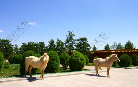 内蒙古成吉思汗陵园里的两匹白马图片