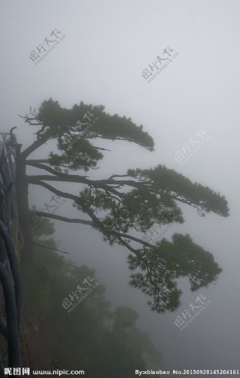 三清山古树雾影图片