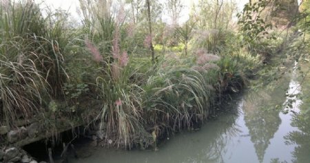 小河边的芦苇图片