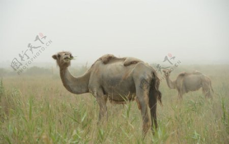塔克拉玛干大沙漠中的骆驼摄影图图片