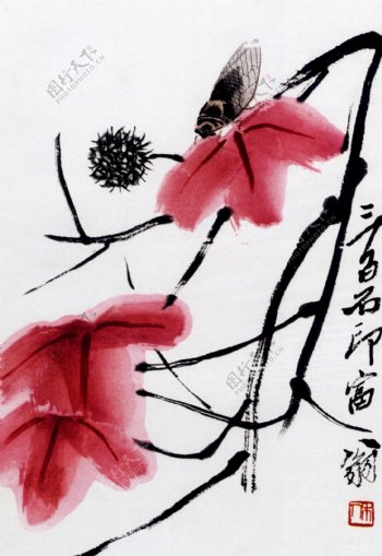 枫叶寒蝉图片