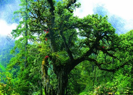 贡山上的云南红古树图片