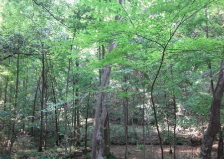 树林摄于杭州图片