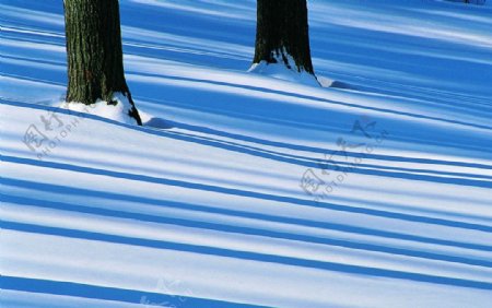 冬天雪地树影摄影图图片