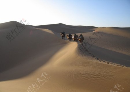 沙漠及骆驼图片