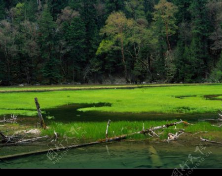 春天的湖水草綠图片
