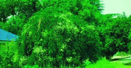 浅绿深绿树木图片