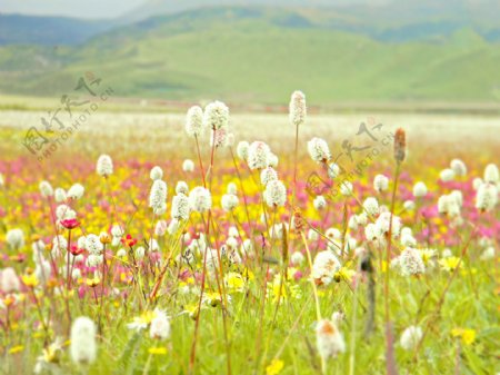 美丽的西藏大草原图片