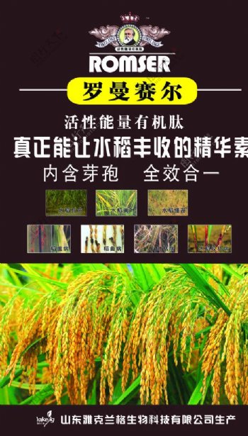 水稻宣传素材图片