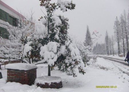 大雪中的枇杷树图片
