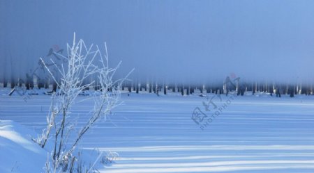 冬雪晨雾图片