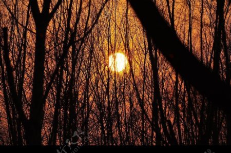 树林黄昏日落图片