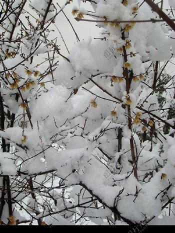 雪雪中腊梅图片