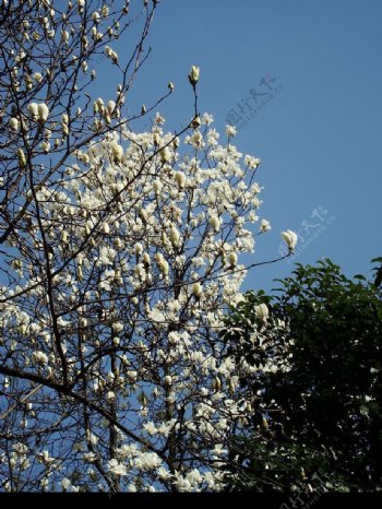 春天美丽的玉兰花图片