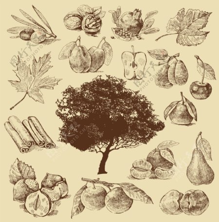 素描树木果实图片
