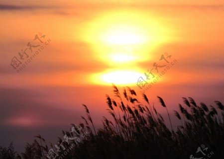 扎龙湿地落日图片