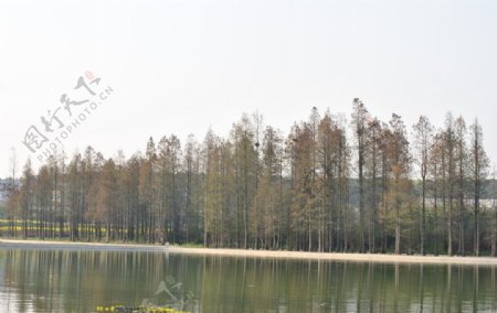 池塘前矗立的一排大树图片