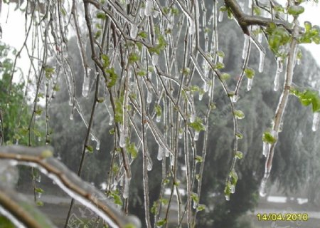 结冰的小树图片