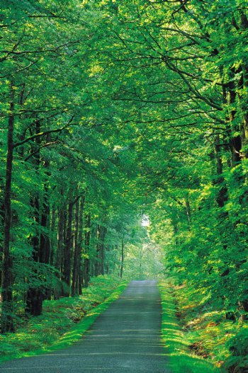 自然风景树林小路图片