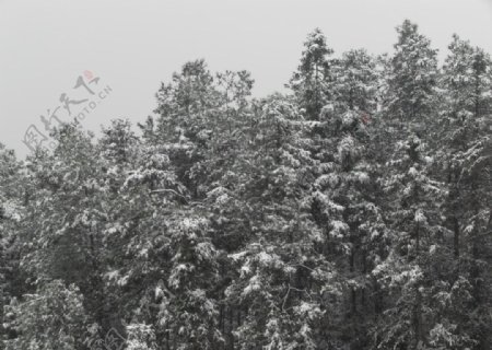 锡山雪景图片