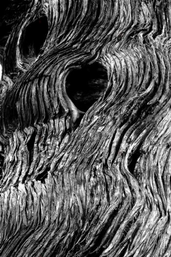 树木的肌理图片