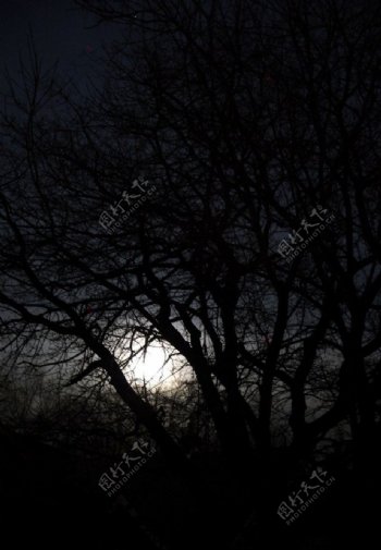 夜大树图片