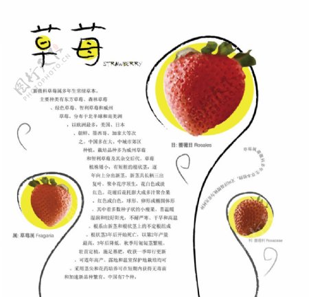 水果排版图片