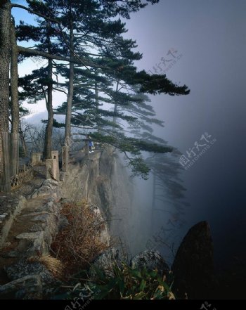 雾霭岩松图片