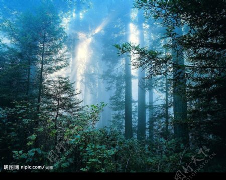 森林之美图片
