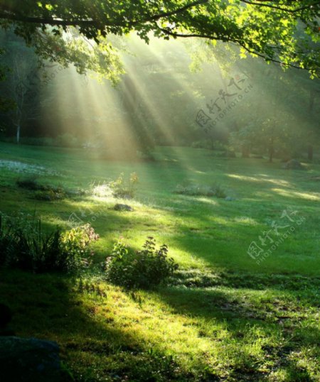 光芒阳光普遍大地透过树叶的阳光大自然的阳光树叶和光线图片
