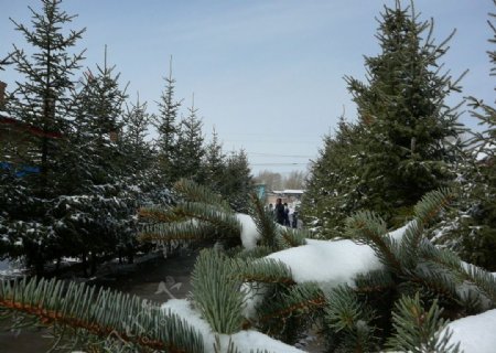 夏日雪景图片