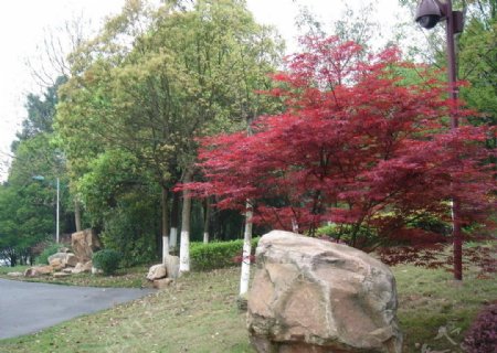 红枫石头公园绿色图片