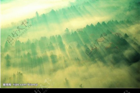 陽光透析的森林上方图片