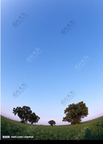 蓝天树木图片
