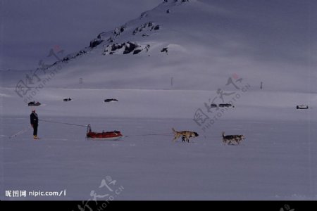 狗拉雪橇图片