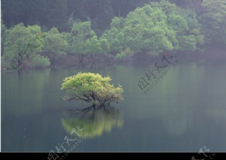 湖中的小树图片