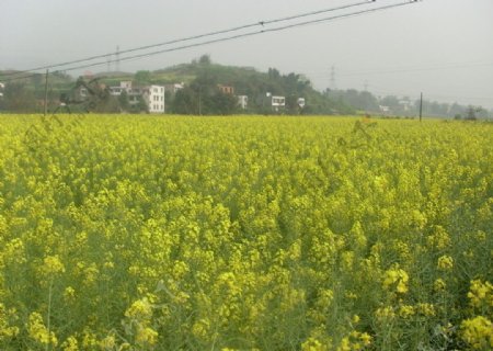 油菜花开图片