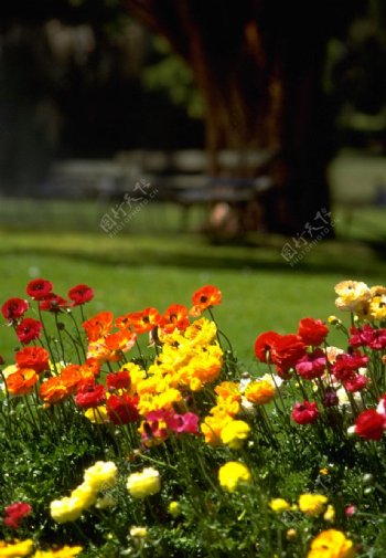 百花齊放的公園一隅图片