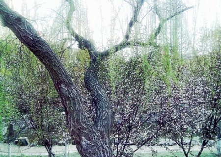 柳树抽芽图片