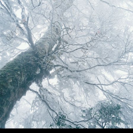 大雪参天大树图片