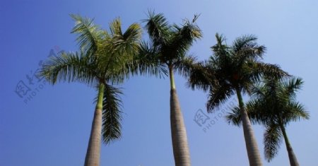 棕榈树导弹树图片