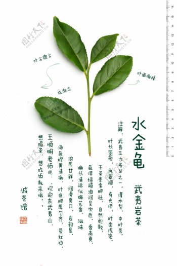 武夷岩茶水金龟图片