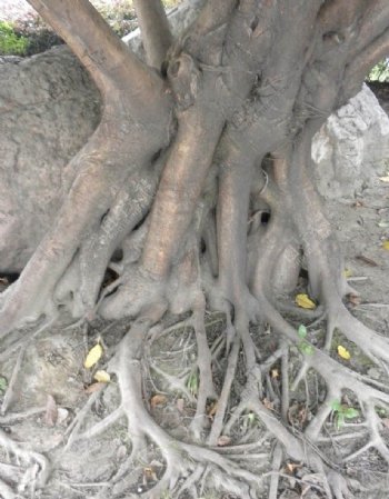 树根图片