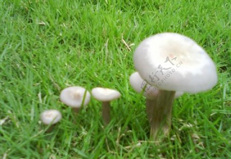 蘑菇排排站图片