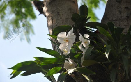 树干白花图片