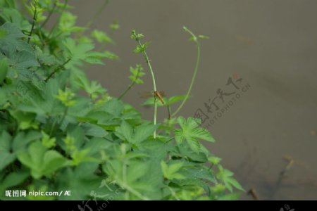 绿叶上的蜻蜓图片