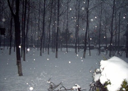 雪景丛林雪景林间自拍雪景图图片